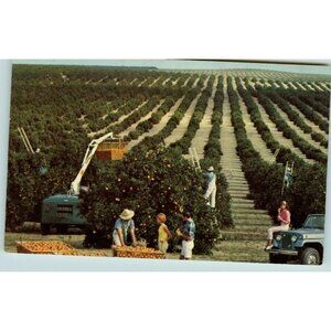 Vintage Postcard The Golden Harvest 1970s Orange Grove  adverting vintage Jeep